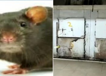 पोस्टमार्टम गृह के फ्रीजर में रखें विवाहिता के शव को चूहे कुतरने की घटना से मथुरा में सतर्कता