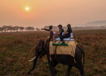 असम के काजीरंगा नेशनल पार्क पहुंचे पीएम मोदी, हाथी पर बैठकर की जंगल सफारी