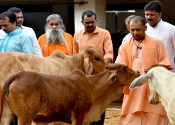 आवारा पशुओं के रखरखाव के लिए योगी सरकार ने जारी की धनराशि