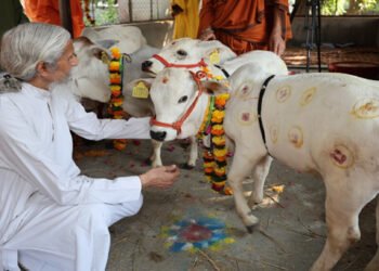 मथुरा के वात्सल्य ग्राम की गौशाला में आई विश्व की सबसे छोटी पुंगनूर गाय
