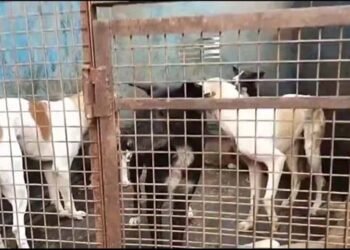 मथुरा में नगर निगम ने चलाया बधिया टीकाकरण अभियान , बड़ी संख्या में पकड़े कुत्ते