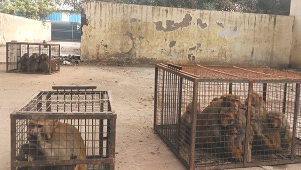 मथुरा रेलवे जंक्शन पर चला बंदर पकड़ो अभियान, यात्रियों को मिली राहत