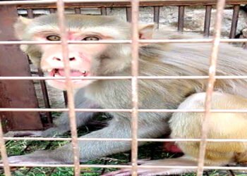 तीन माह में नगर निगम के ठेकेदार ने पकडे दो हजार बंदर , निरंतर चलेगा अभियान