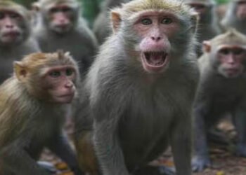 मथुरा में बंदरो का खौफ , आम ब्रजवासी बेहाल